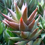 Haworthia rigida (available 8.5cm and 10.5cm Ø)