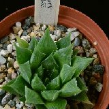 Haworthia sp JL4529