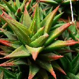 Haworthia tortuosa v. curta (available 8.5cm and 10.5cm Ø)