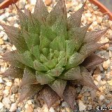 Haworthia transluscens