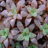 Haworthia turgida (available 8.5cm and 10.5cm Ø)