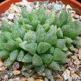 Haworthia turgida v. pallidifolia