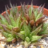 Haworthia variegata v. modesta