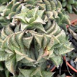 Haworthia venosa (tessellata) (available 8.5cm and 10.5cm Ø)