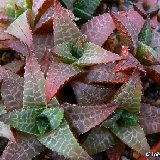 Haworthia venosa ssp. tessellata v. parva