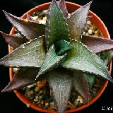 Haworthia venosa var. JL1837