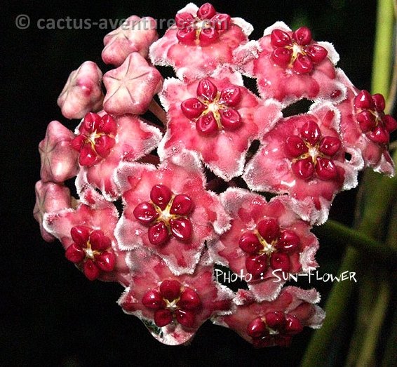 Hoya excavata © Sun-Flower 1222631162