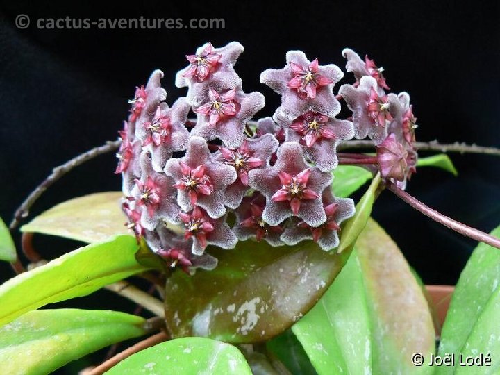 Hoya pubicalyx 'Red Buttons' P1160269b