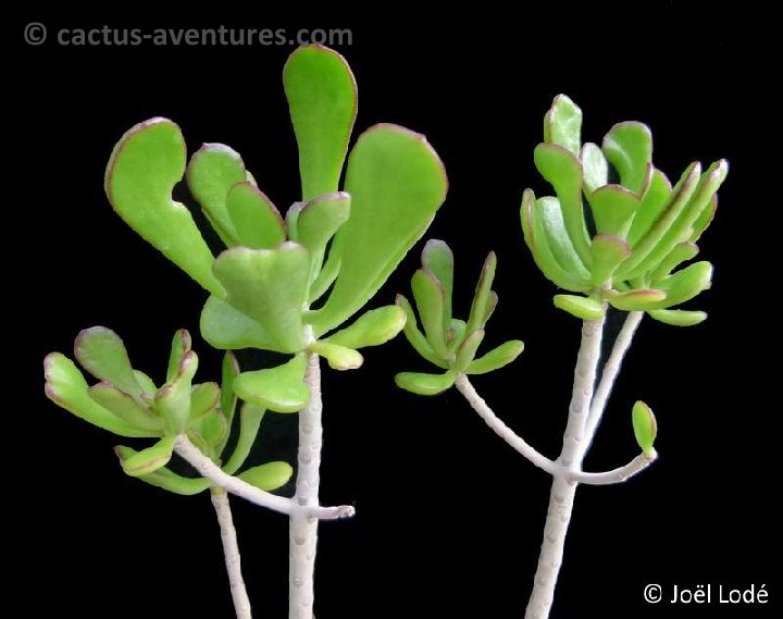 Kalanchoe arborescens P1120584