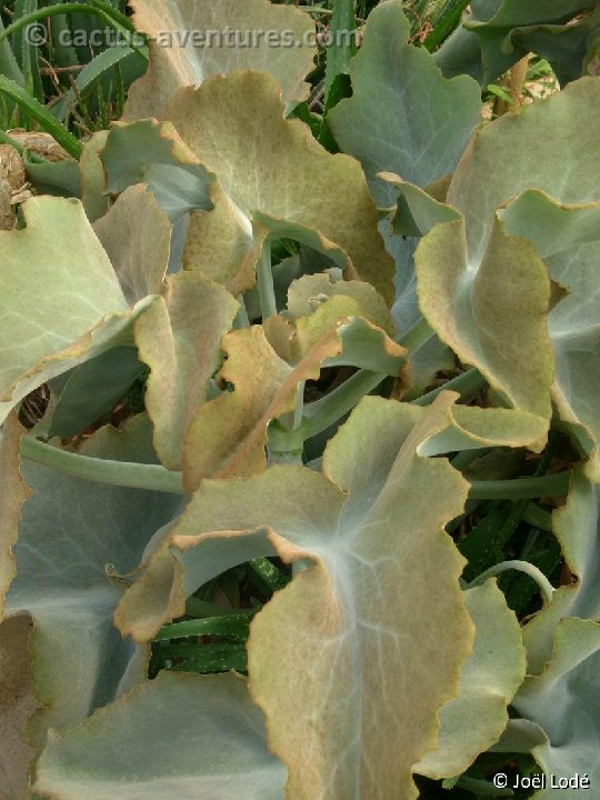 Kalanchoe beharensis coll.JL P1130442