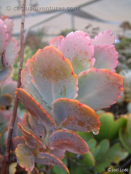 Kalanchoe fedtschenkoi Dscf4352