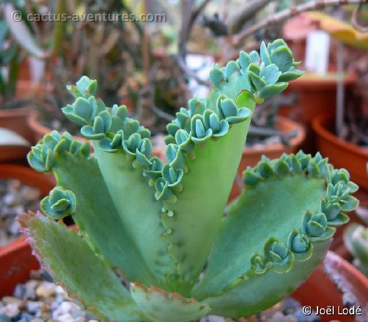 Kalanchoe laetivirens P1210586