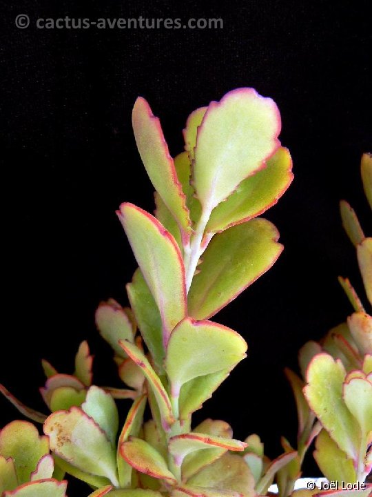 Kalanchoe laxiflora ssp.violacea P1220473