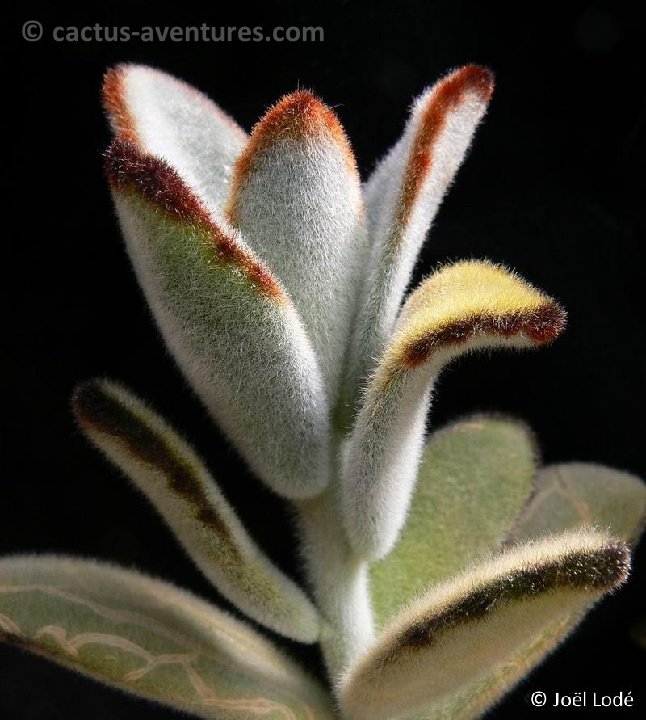 Kalanchoe tomentosa P1180934