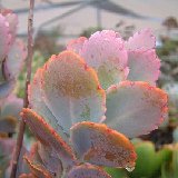 Kalanchoe fedtschenkoi