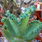 Kalanchoe laetivirens