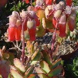 Kalanchoe marnieriana