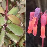 Kalanchoe sp Pic St Louis (Madagascar)