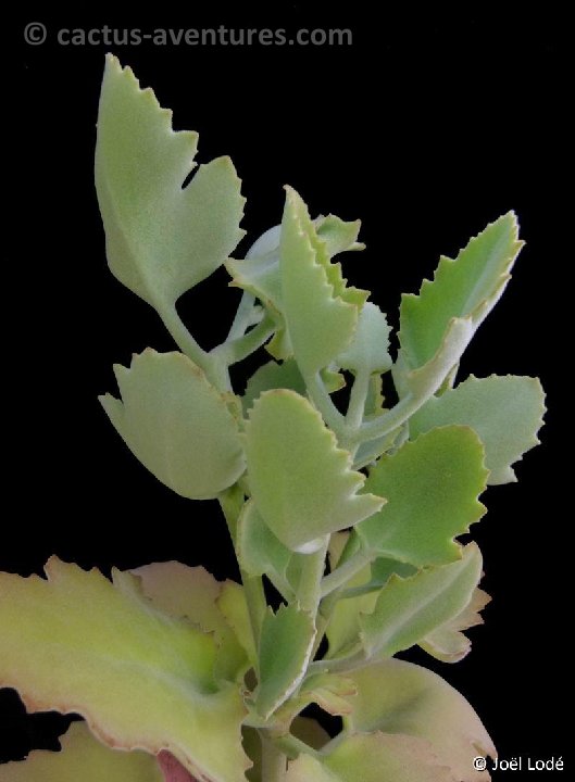 Kalanchoe beharensis 'Hung Fang' P1120588