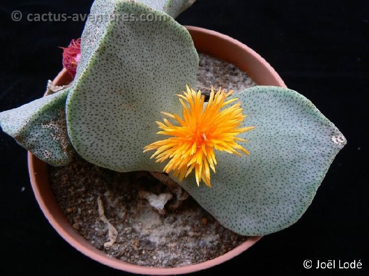 Pleiospilos bolusii P1220450