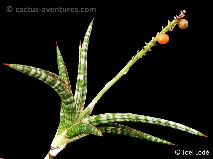 Sansevieria ballyi P1040314