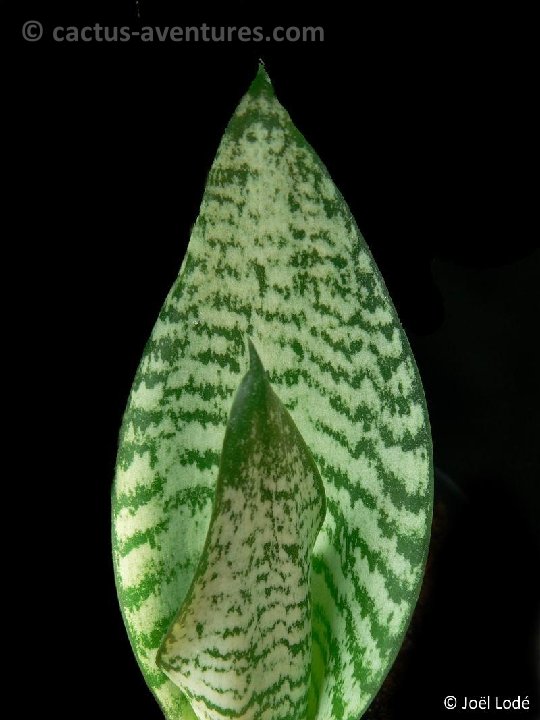 Sansevieria hahnii P1220499b