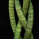 Sansevieria cylindrica