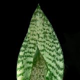 Sansevieria hahnii (small quantity)