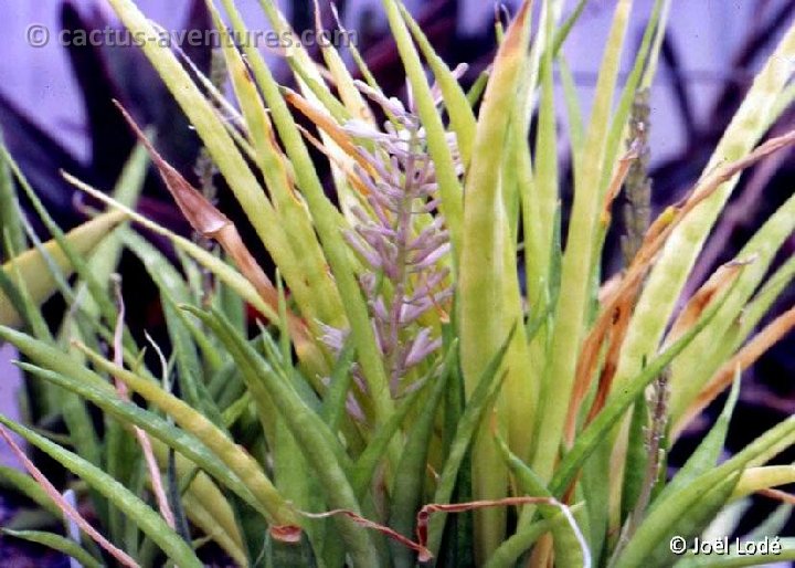 Sansevieria dooneri ©JLcoll.4612