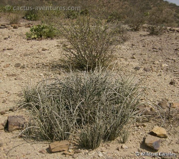 Sarcostemma viminale Haima Yemen HPIM3056