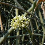 Sarcostemma viminale (Dixam Socotra)