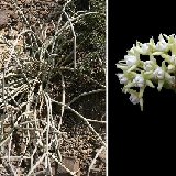 Sarcostemma viminale (Suq al Samil, Yemen) large plants for sale!