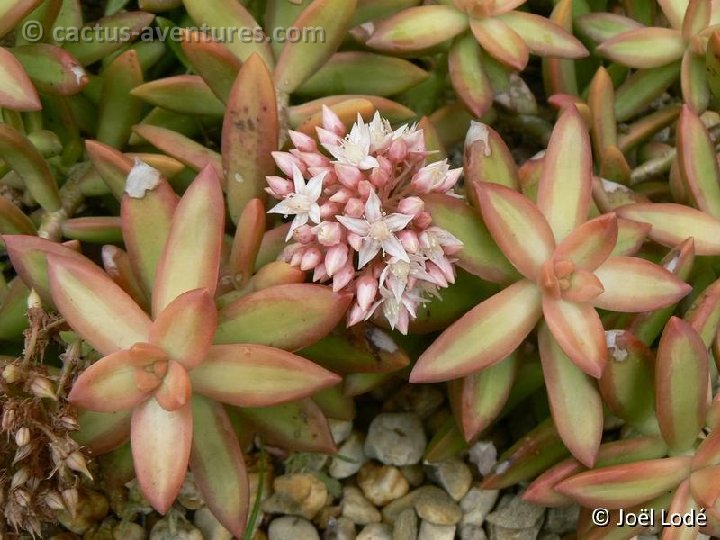 Sedum adolphi ex nussbaumerianum P1020555