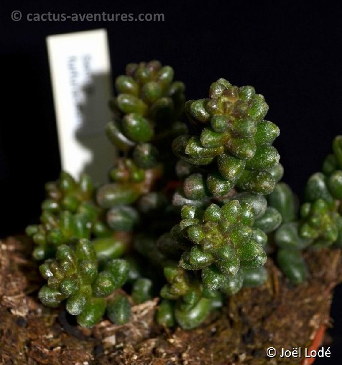 Sedum furfuraceum DSC 6729