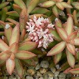 Sedum nussbaumerianum