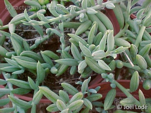 Senecio radicans