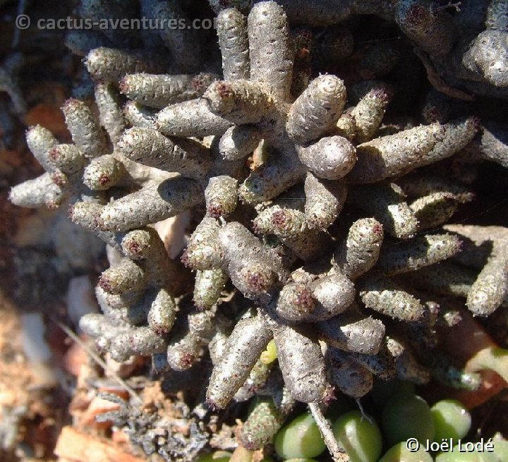 Tylecodon buchholzianus v. fasciculatus, Augrabies Hills Dscf3224