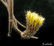 Astrophytum caput-medusae JLcoll.4653 Astrophytum caput-medusae FA †