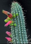 Cleistocactus tominensis ©G.Ardisson Coll Cleistocactus tominensis FC