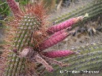 Cleistocactus buchtienii Valle Alto, Cochabamba, Bol. ©Christian Defferrard Cleistocactus buchtienii RCB Arque, Cochabamba, Bolivia, 3200m