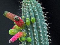 Cleistocactus tominensis ©G.Ardisson Coll Cleistocactus tominensis FC