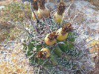 Ferocactus peninsulae IMG-20200611-WA0000 MCA  Ferocactus pensinsulae (Baja California) MCA