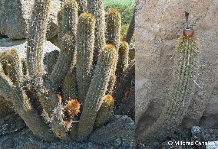 Jeu de lancer cactus Kerlis - Irrijardin