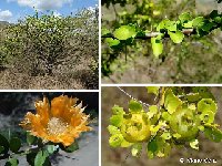 Leuenbergeria lychnidiflora 4 Leuenbergeria lychnidiflora AAM ex Puerto Rico