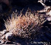 Lobivia ferox v. longispina, S. Titicaca PEY Lobivia ferox v. longispina KH249 Las Cuevas, Salta, ARG FA