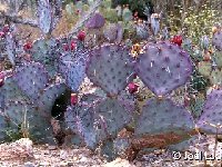 Opuntia macrocentra Opuntia macrocentra MG (rustique/frost free)