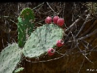 Opuntia depressa aff. fruits rouges pulpe rouge Yegose-San Jose Lachiguiri, Oax JL DSC 9650  Opuntia depressa aff. red fr. red pulp, Yegose-San Jose Lachiguiri, Oaxaca JL9650