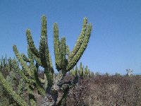 Stetsonia coryne, Serrezuela km498, Arg JL Dscf7200 Stetsonia coryne Cactus Bolivia J.Ramirez