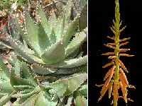 Aloe brevifolia v. depressa infl. Dscf2146 Aloe brevifolia v. depressa JLcoll.253 †