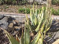 Aloe glauca 20220417_183325 Aloe glauca MCA
